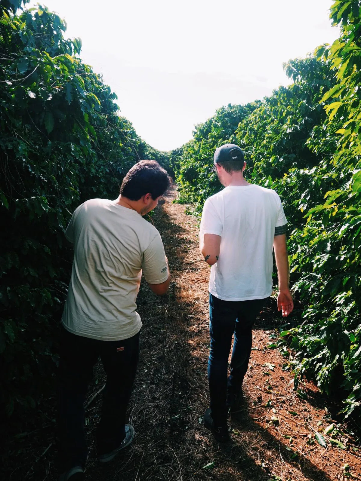 Brasilien: Alles aus einer Hand