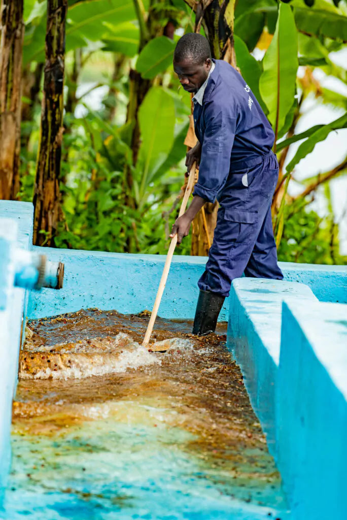 Washed - The Process