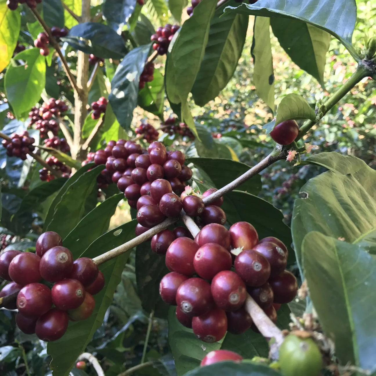 Sugar in your coffee? Hinzufügen ist verpönt aber welche Zucker bringt der Kaffee schon mit?