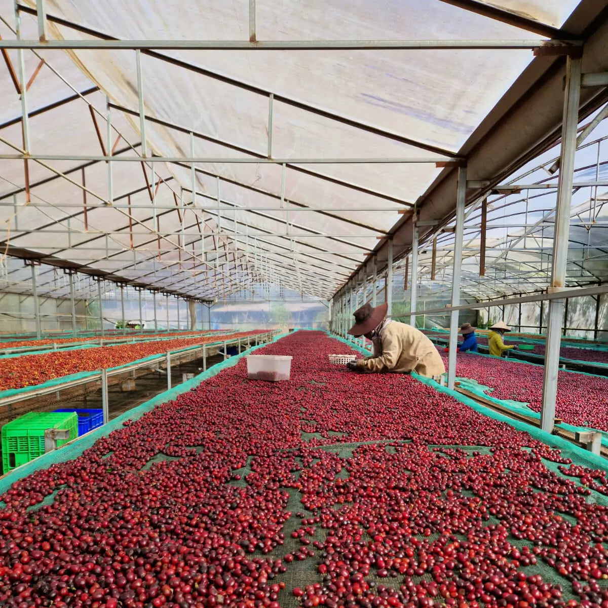 Naturals - Die Trockenaufbereitung